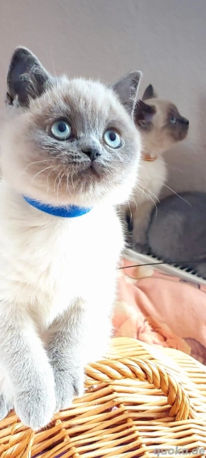 Bkh reinrassig Bkh Siam Mix 