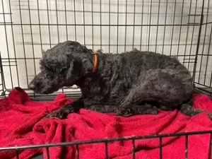 Rongy , z.Zt. in Ungarn, zeigt sich bereits jetzt als freundlicher