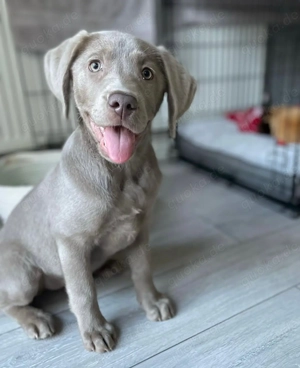 Kräftige Labradorwelpen mit Papieren!!!!!