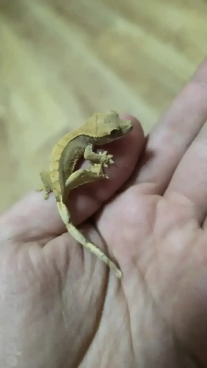 kronengecko Jungtiere  0.0.1   