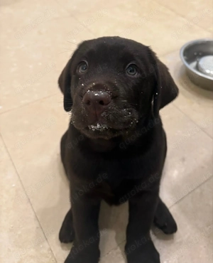 Cute Gesunde Labrador-Welpen zu verkaufen. 
