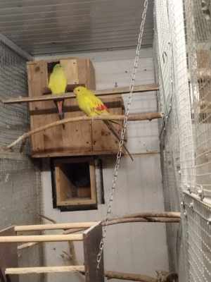 bergsittich zuchtpaar Bild 3