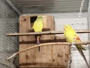 bergsittich zuchtpaar Bild 2