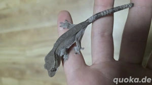 kronengecko axanthic 0.0.1 Crested gecko 