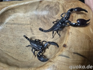 Heterometrus spinifer