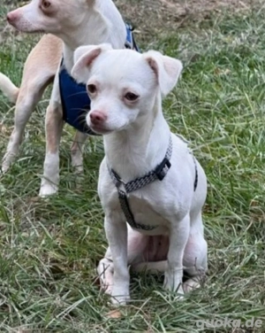 Zuckerpupe Lacey Lou sucht Menschen die sehr viel Zeit für sie haben *noch in Ungarn*