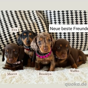 Dackelwelpen suchen ein neues Zuhause.