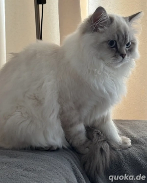 Liebevolle und verspielte Katzendame (6 Monate) sucht ein schönes Zuhause