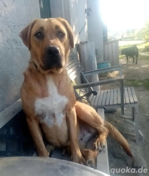 Die schüchterne Kedves sucht liebe Menschen mit viel Zeit für sie *noch in Ungarn*