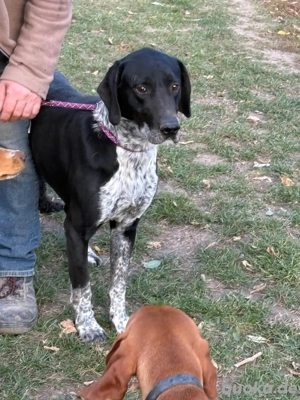 Der ruhige Sammy sucht liebe Menschen *noch in Ungarn* Bild 3