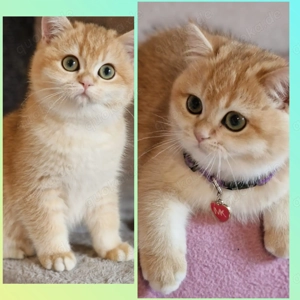 BKH-Kitten mit Stammbaum, Abgabebereit mit 2 Impfungen