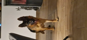 12 Monate alte Schäferhundhündin 