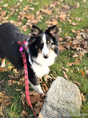 sheltiejungmädels suchen dich