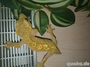 Kronengecko Weibchen 