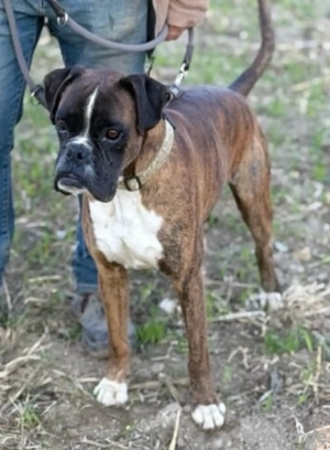 Thyson ist gut gelaunt und hat Temperament. Wo sind seine Menschen? *noch in Ungarn*