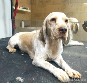 Der wundervolle Sam sucht wundervolle Menschen *noch in Ungarn*