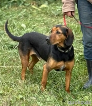 Der anhängliche Leo sucht ein wundervolles Zuhause *noch in Ungarn*