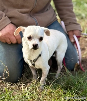Der kleine Peppy sucht ein tolles Zu Hause bei lieben Menschen *noch in Ungarn*