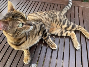 10 jähriger Bengal Kater    abzugeben. 