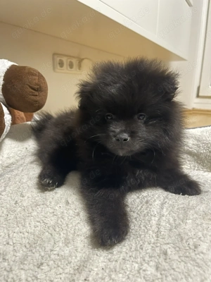 Süßer Pomeranian-Welpe sucht ein liebevolles Zuhause