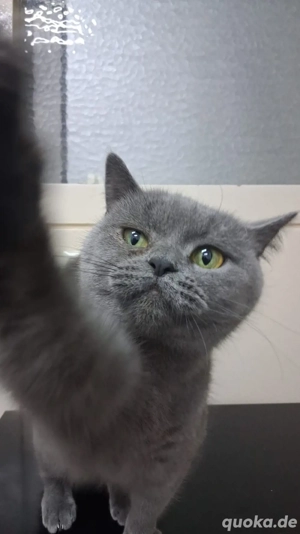 BKH katze adult 