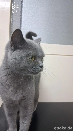 BKH katze adult  Bild 5