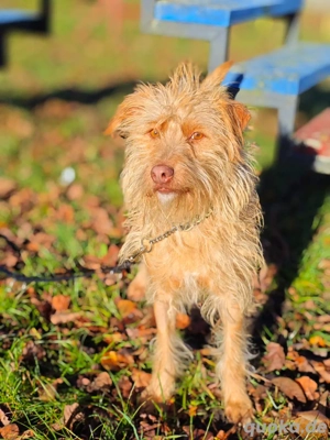 Der liebe Wuschelmann Keks sucht ein tolles Zuhause *in einer Pflegestelle*