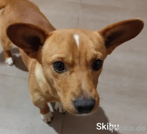 Skibu - 8kg gute Laune suchen wundervolle Menschen * noch in Kroatien* * Bild 2