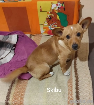 Skibu - 8kg gute Laune suchen wundervolle Menschen * noch in Kroatien* * Bild 3