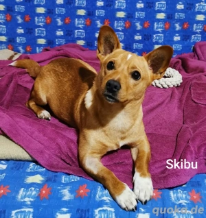 Skibu - 8kg gute Laune suchen wundervolle Menschen * noch in Kroatien* * Bild 4