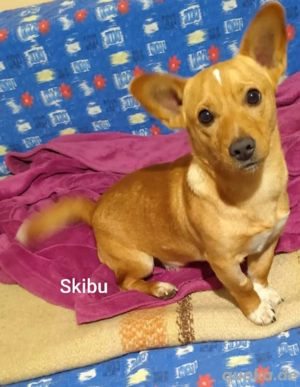 Skibu - 8kg gute Laune suchen wundervolle Menschen * noch in Kroatien* * Bild 5