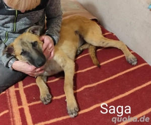 Saga - zierlich, lieb und hübsch *noch in Kroatien*