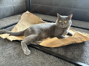 Deckkater Britisch Kurzhaar