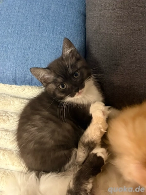 Main Coon bkh Mix kitten