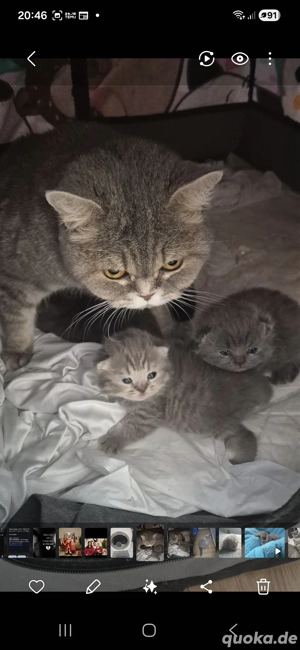 britisch kurzhaar kitten 