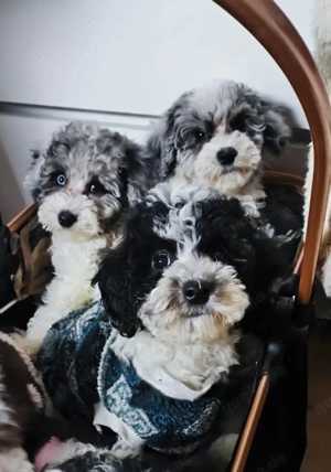 Zwergpudel Welpen Rüden