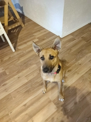 Pflegestelle für Hund Emmy gesucht