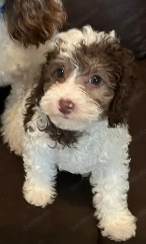 Zwergpudel Welpen Rüden