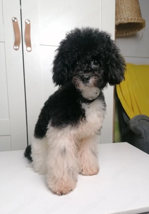 Reinrassiger Toypudel Rüde, 9 Monate alt 