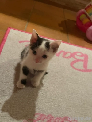 Baby Kätzchen 