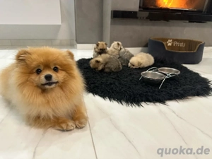 Pomeranian Mini Spitz Welpen