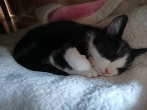 Traumhaft schöner Mischlings-Kater schwarz,weiß 14 Wochen alt