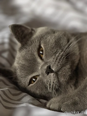 Junger BKH Kater abzugeben 