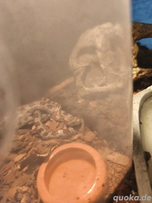 Kornnattern 1,1 2 jahre altes Männchen 