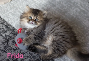 Wunderschönen langhaarige BKH Kitten 