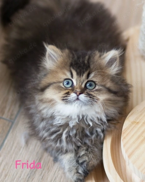 Wunderschönen langhaarige BKH Kitten  Bild 4