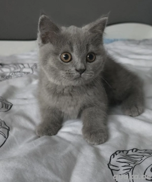 BKH Katzenbaby Blue ( Reinrassige ) Abgabe bereit 