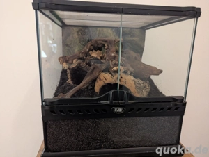 0.1 Tlilocatl vagans adult, mit Terra möglich 