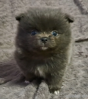 Einzigartige Pomeranian-PomChi Boys75%Pom