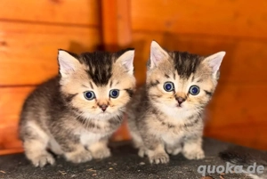 BKH Kitten Black golden Tabby ticked selten rarität reinrassig kater katze Babykatze 